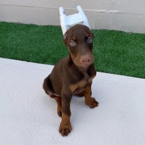 doberman puppies for sale tulsa